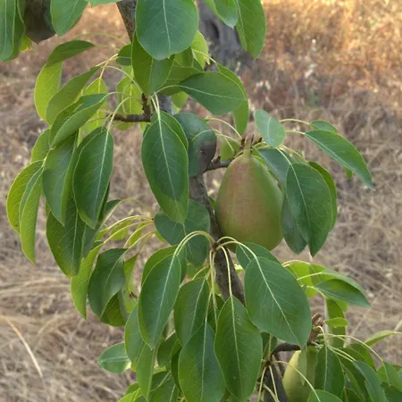 Borgo Rosoli Βιέστε