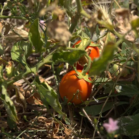 Apartment Borgo Rosoli Vieste