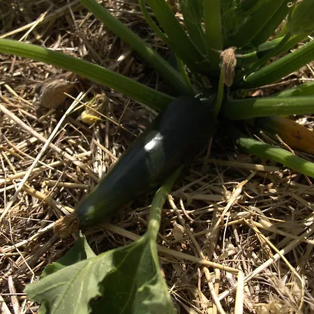 Apartment Borgo Rosoli *